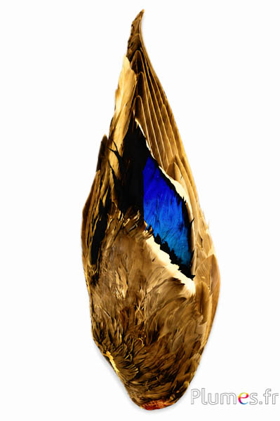 Anatra ala - 7 x 26-28 cm - giallo